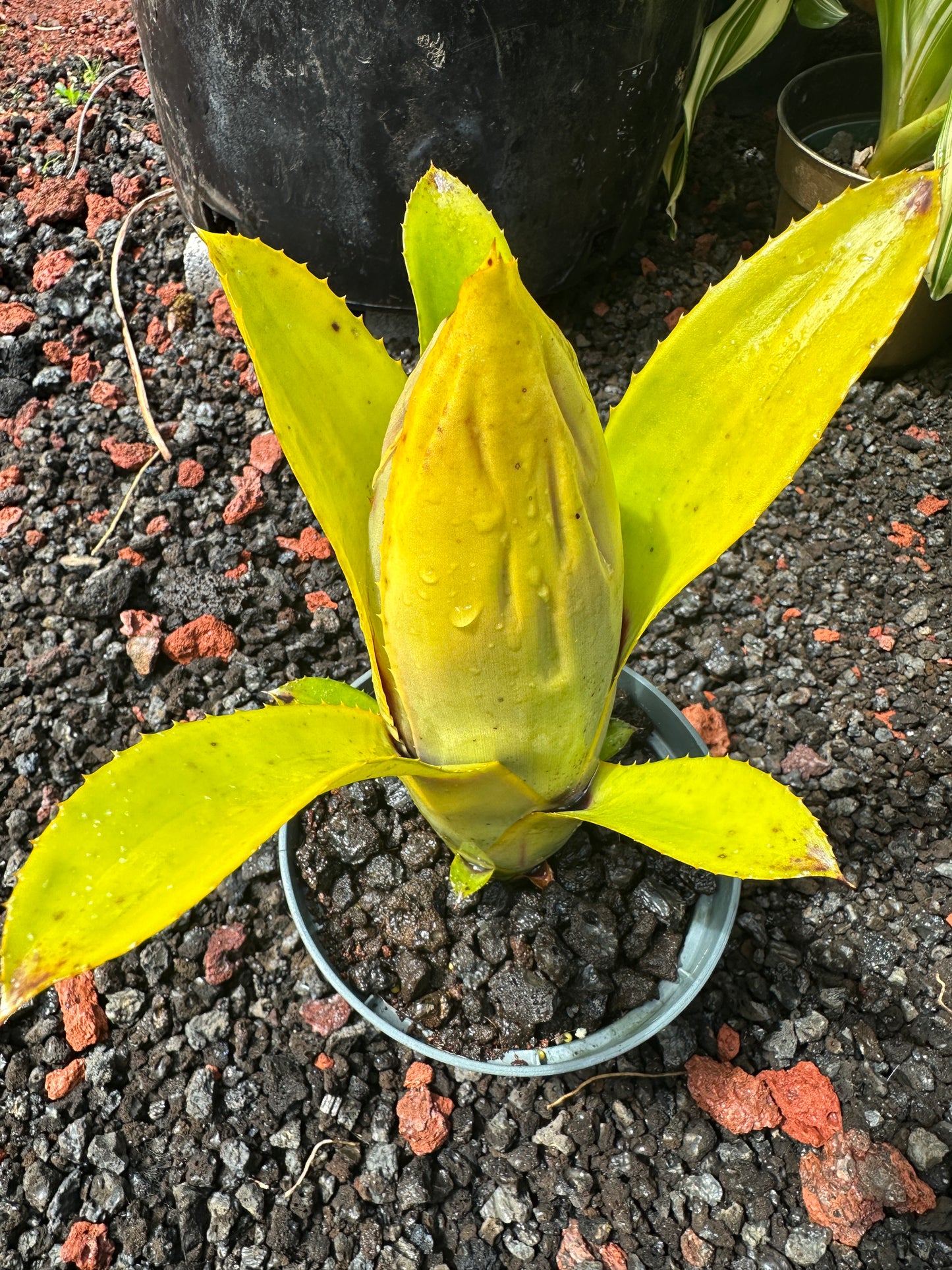 Aechmea brassicoides
