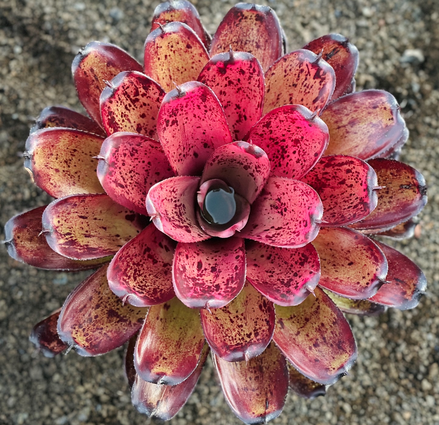 Neoregelia ‘Kawika’ x ‘Hawaiian Rainforest’