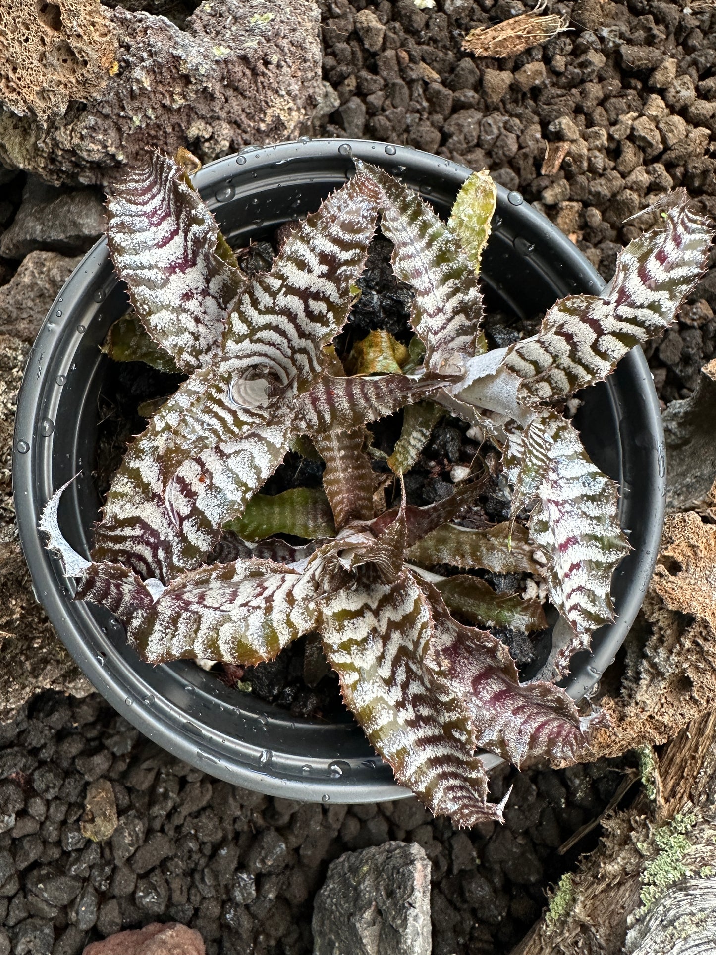 Cryptanthus Absolute Zero
