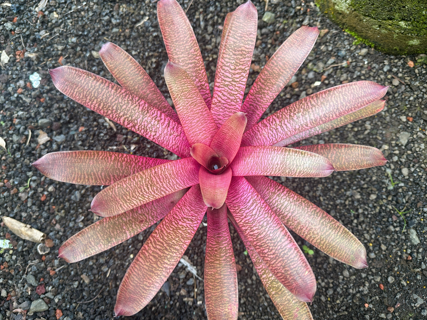 Vriesea ‘Patrice’ x ‘(‘Kaumana’ pink x ‘Hilo Rainbow’
