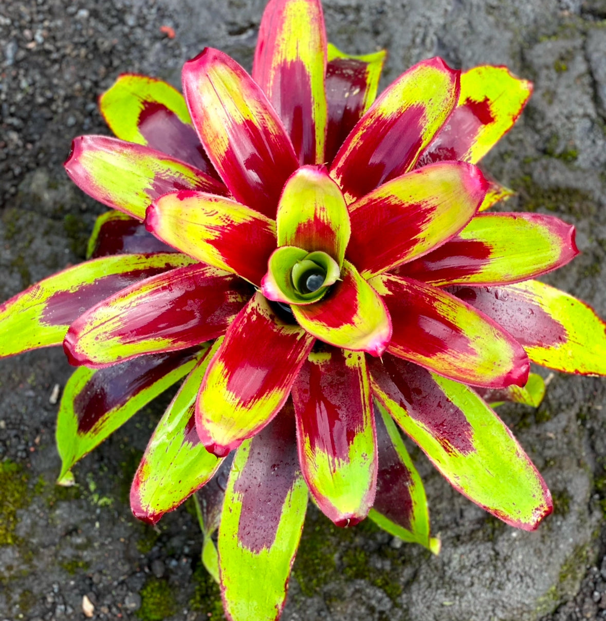 Neoregelia ‘Painted Delight’