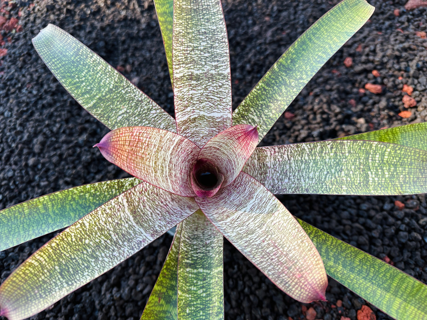 Vriesea ‘Sherlette Shiigi’ x ‘Royal Hawaiian’