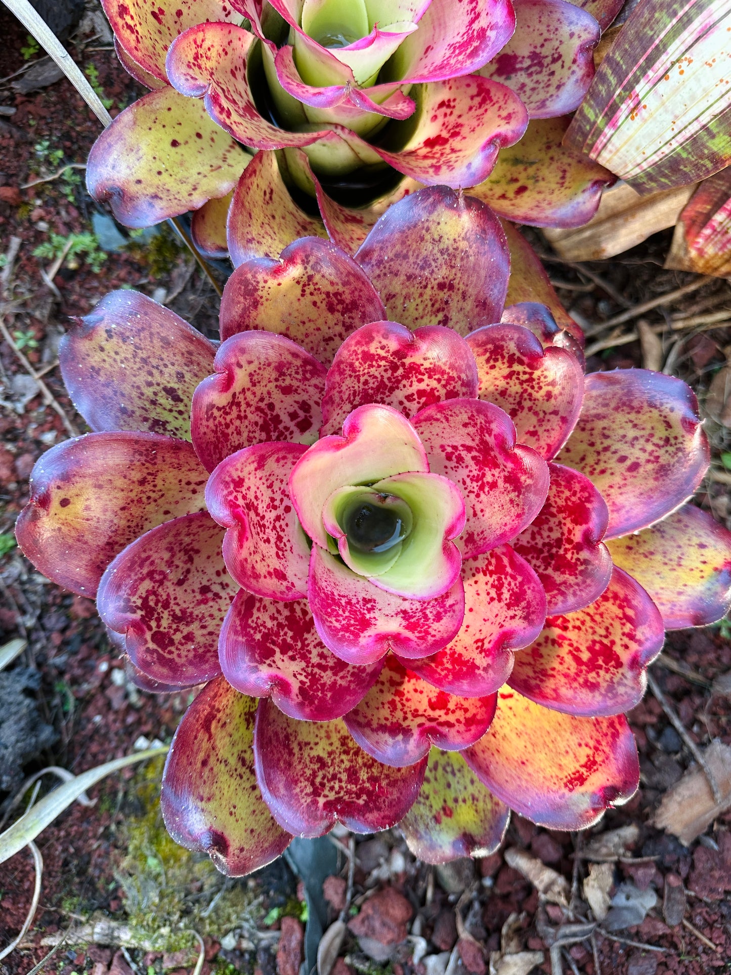 Neoregelia ‘John Hirota’