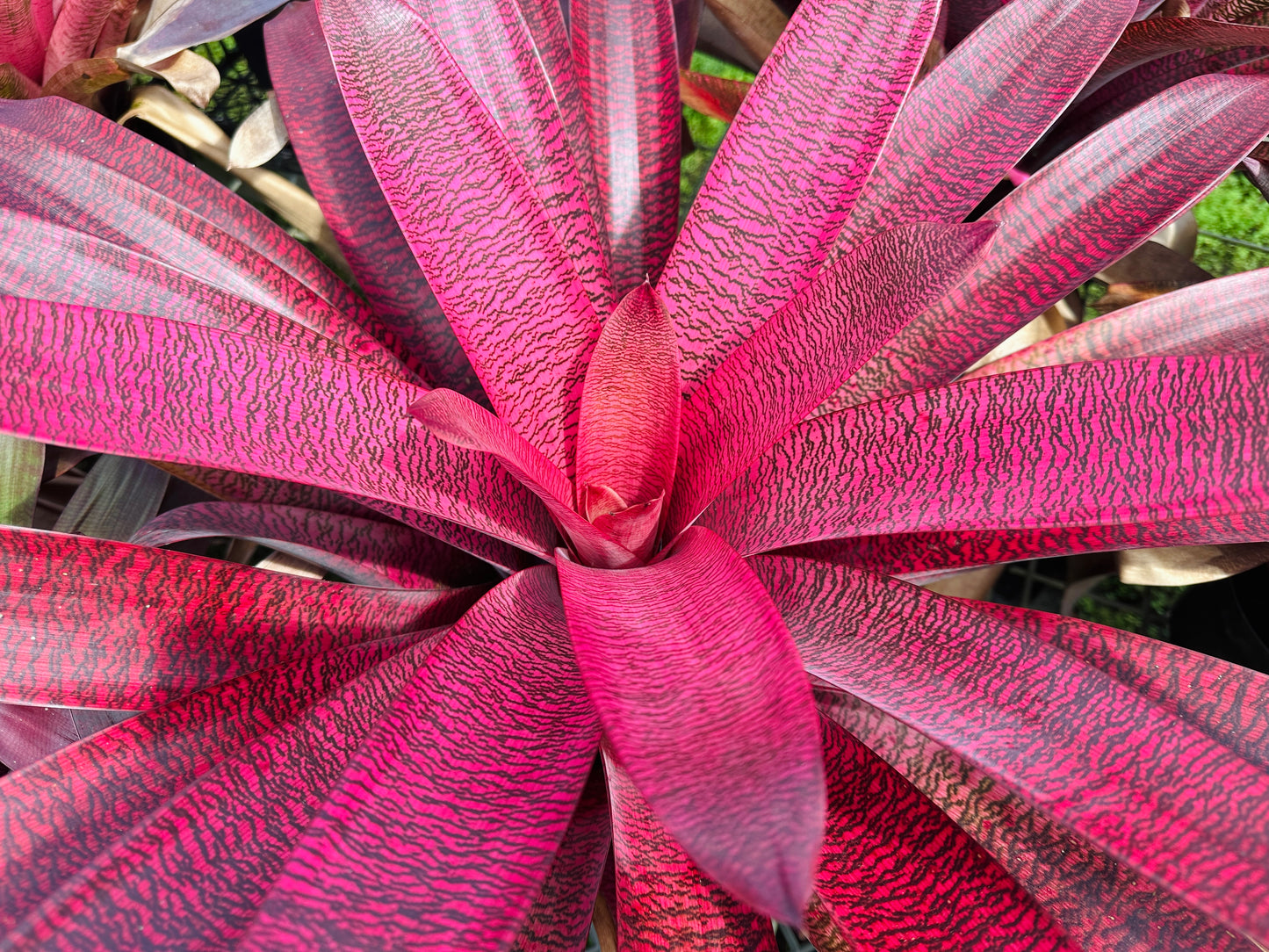 Vriesea ‘Kilauea Glow’