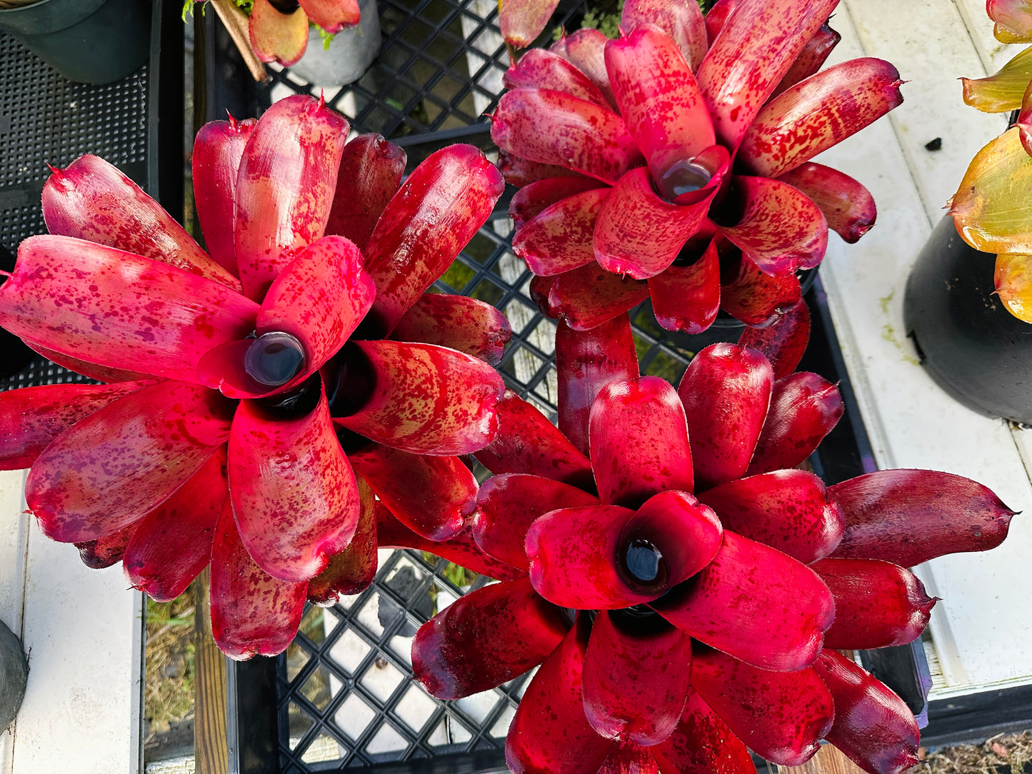 Neoregelia ‘Lana’i’