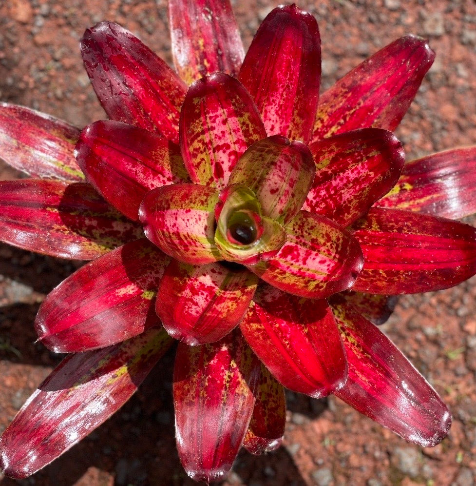 Neoregelia ‘Casoba’