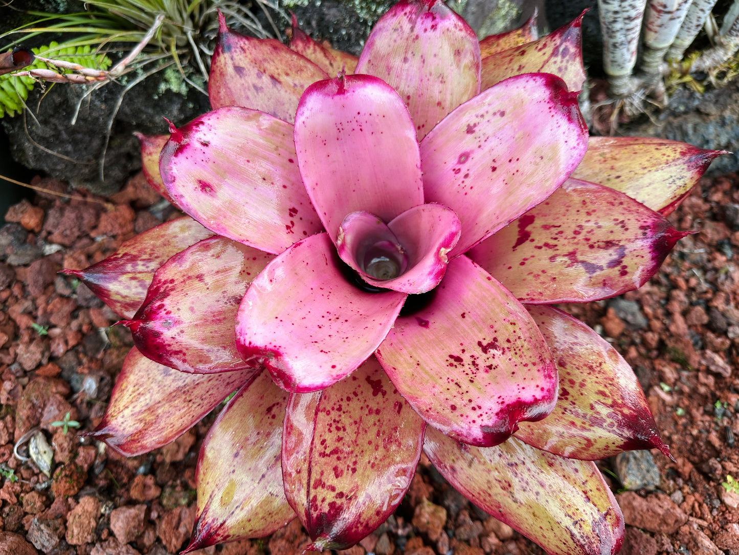 Neoregelia ‘Michi’ x ‘Lilikoi’