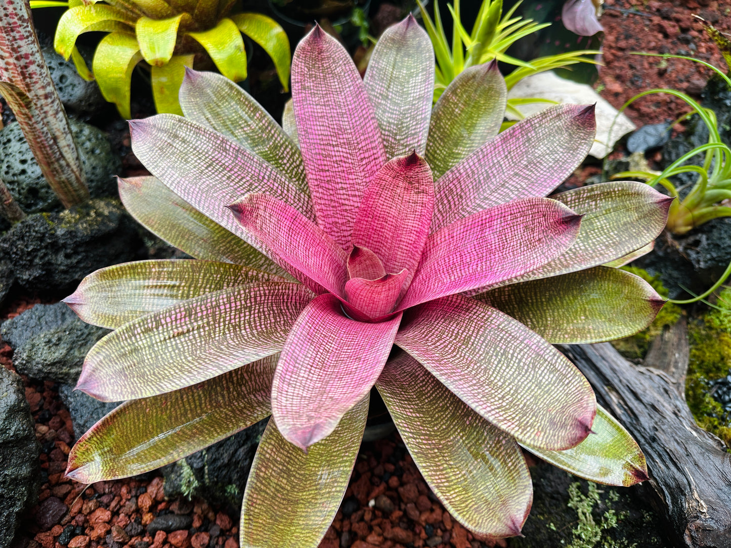 Vriesea hieroglyphica x ‘Pahoa Beauty’