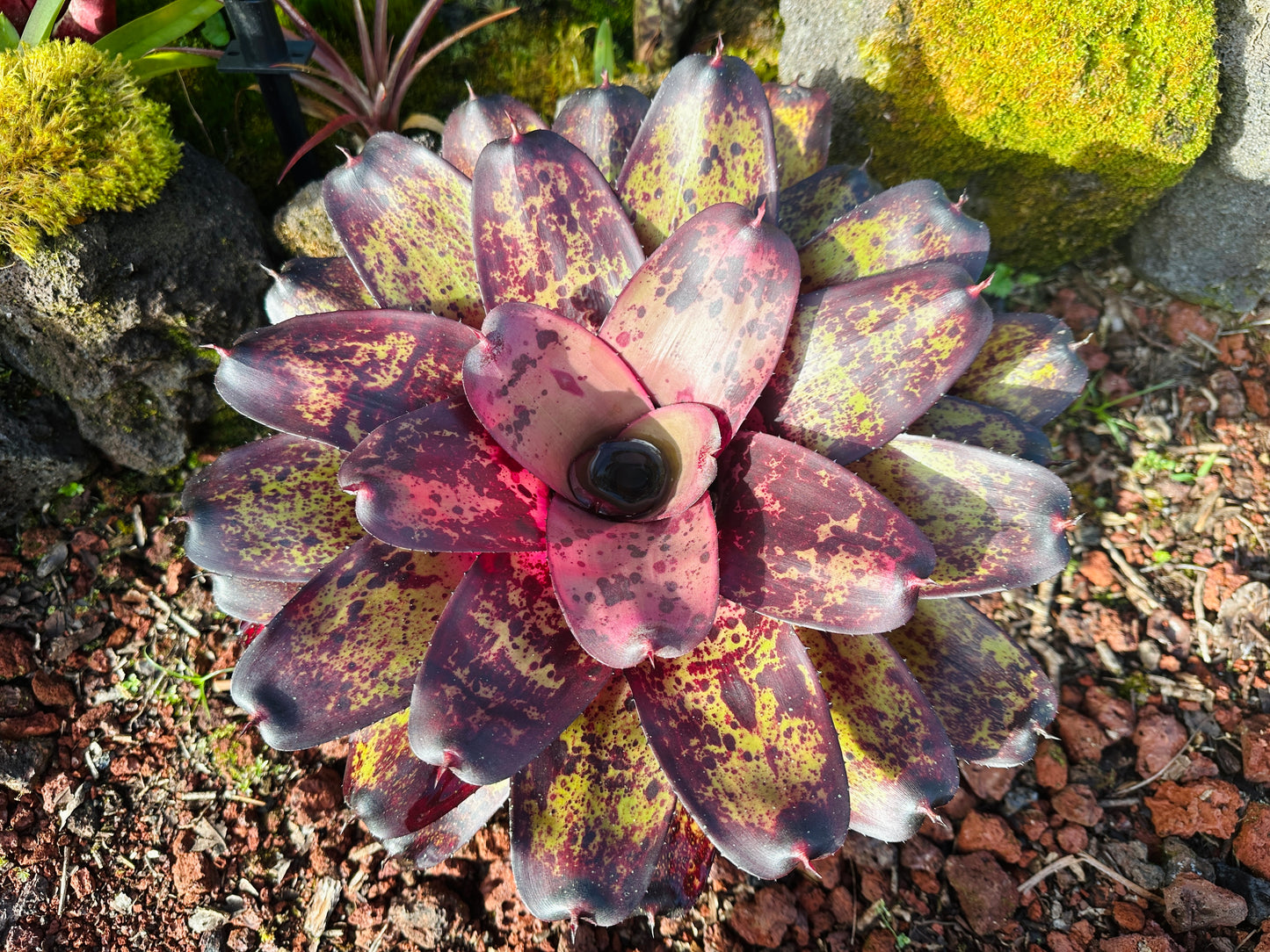 Neoregelia ‘Bruddah’