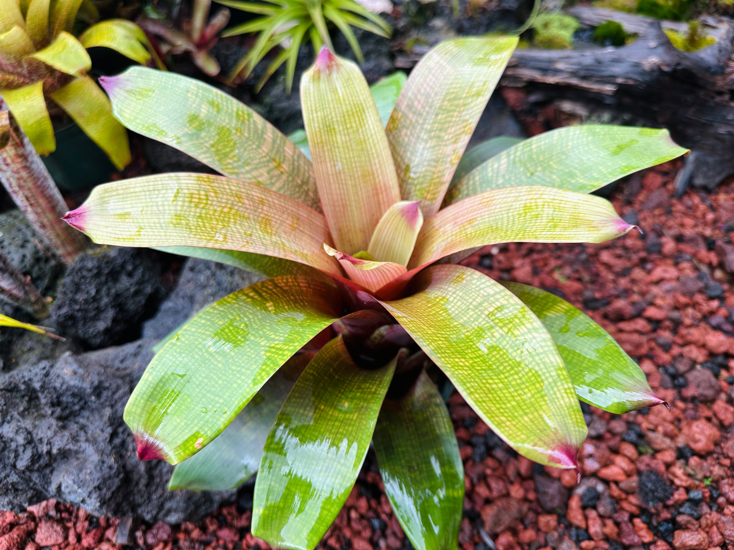 Vriesea fenestralis x ‘Golden Warrior’