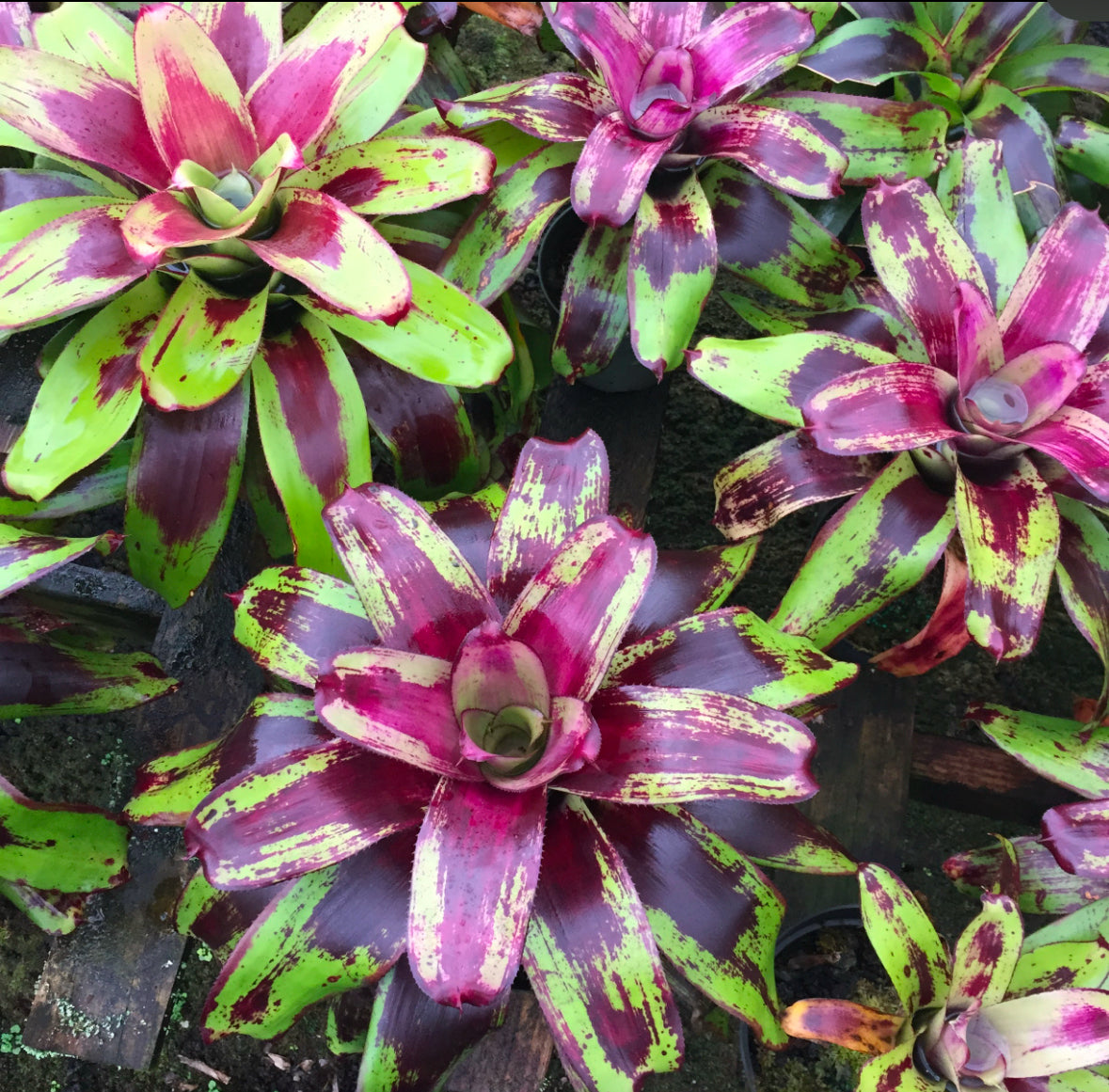 Neoregelia ‘Painted Delight’