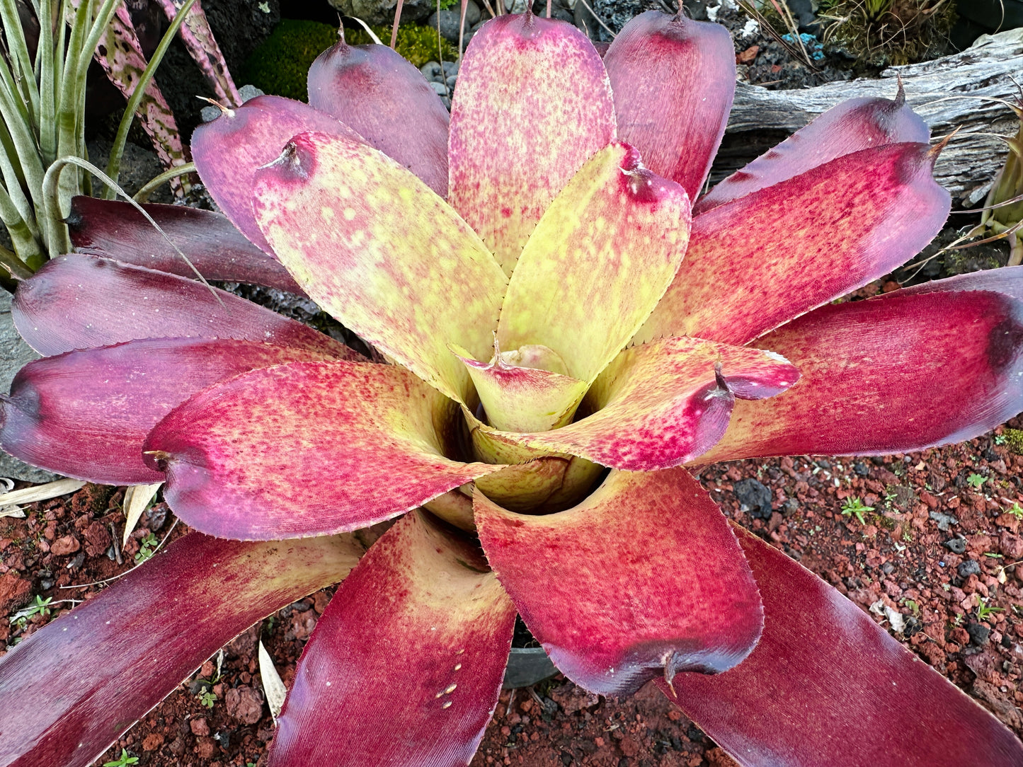 Neoregelia Gold Fever x (Carcharodon Tiger x Ornato)