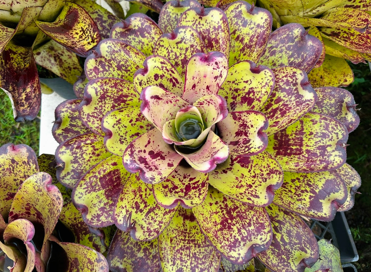 Neoregelia ‘Hawaiian Starlight’