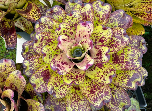 Neoregelia ‘Hawaiian Starlight’