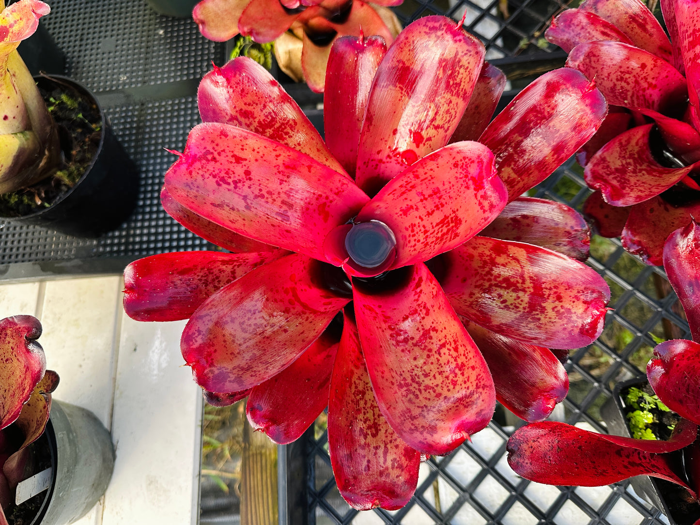 Neoregelia ‘Lana’i’