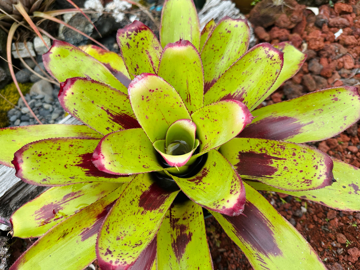 Neoregelia ‘Painted Delight’