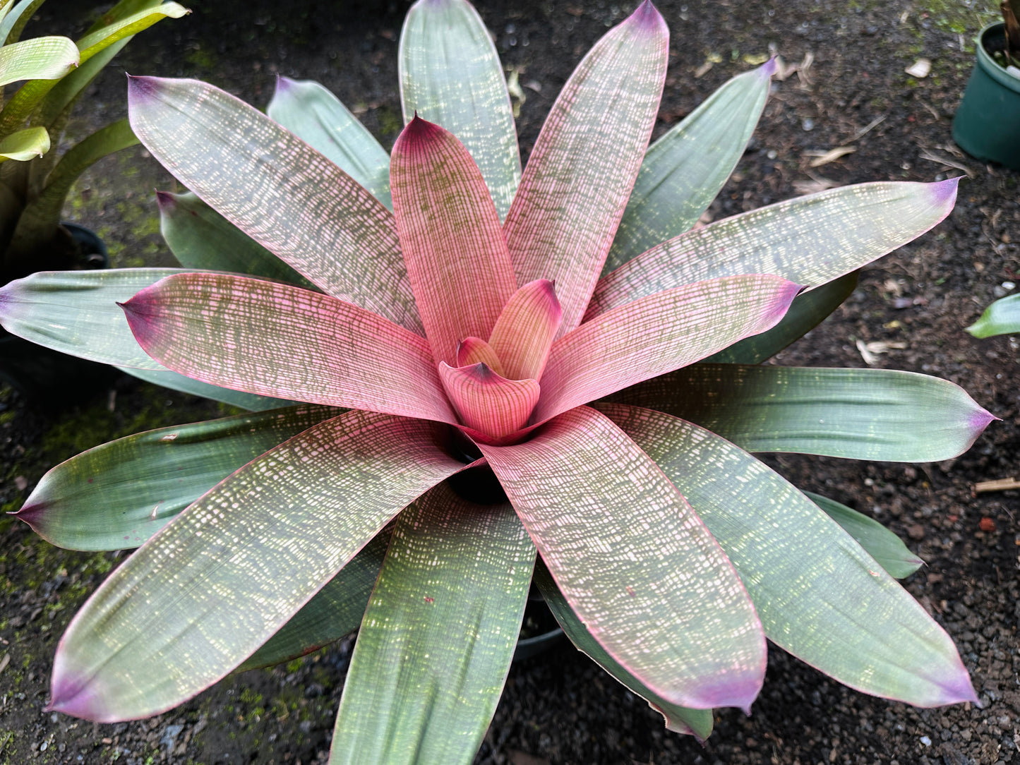 Vriesea ‘Panaewa Beauty’ x ‘Winds of Mauna Kea’