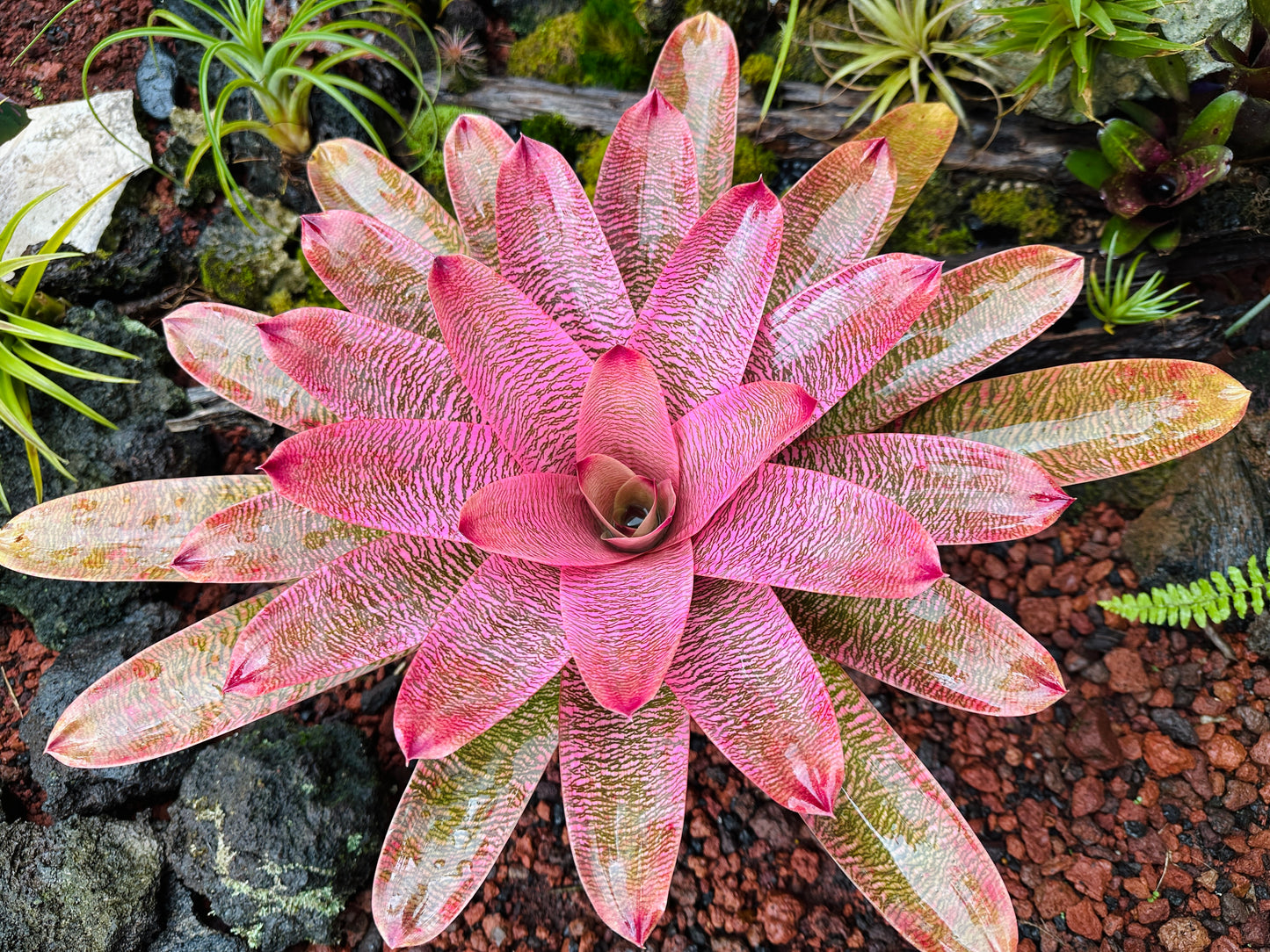 Vriesea ‘Leina’ala’ x ‘Hilo Rainbow’