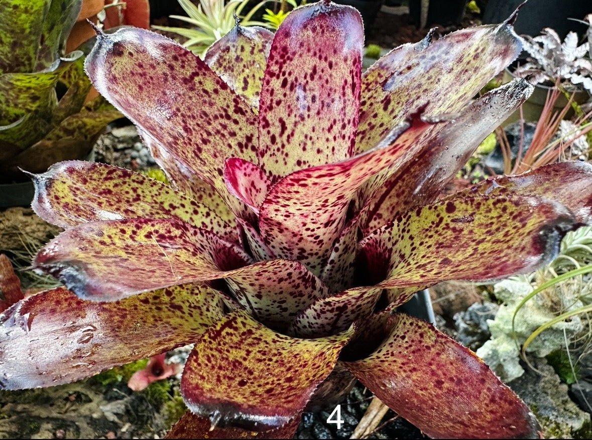 Assorted Neoregelia Minis