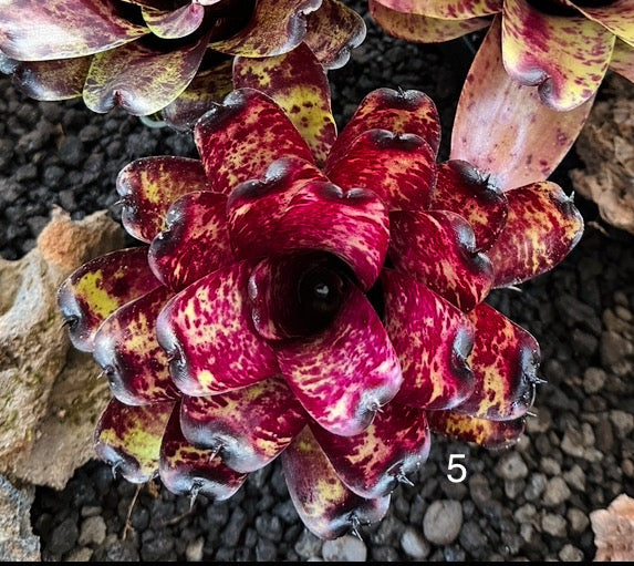 Assorted Neoregelia Minis