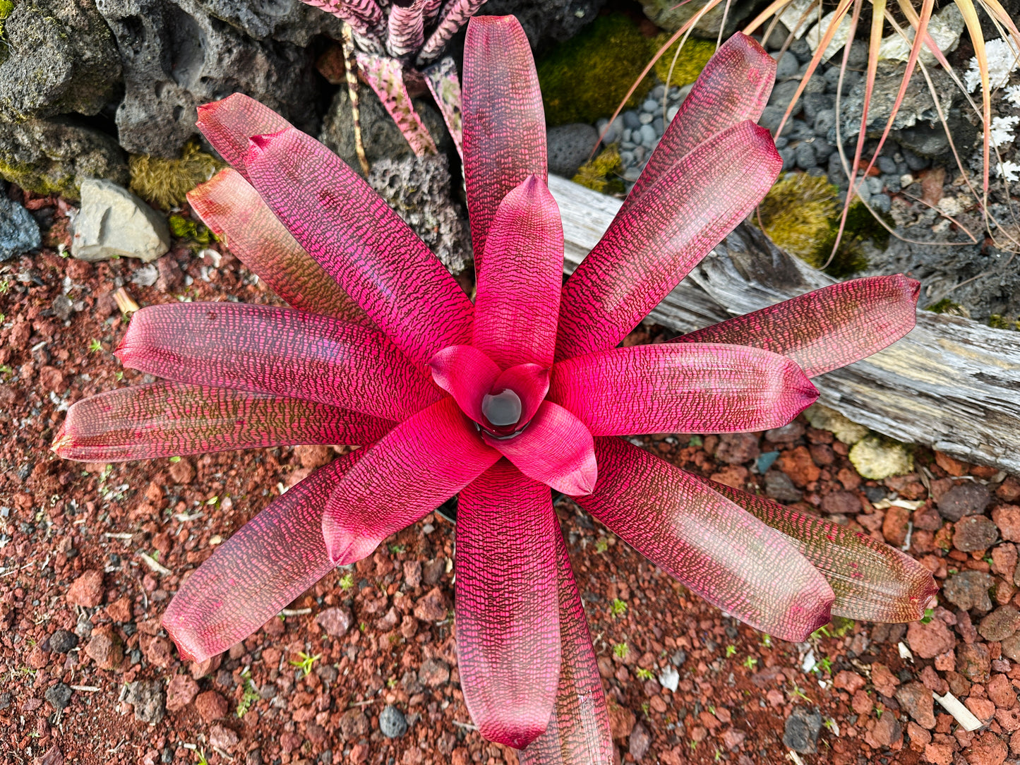 Vriesea ‘Red Samurai’ F2
