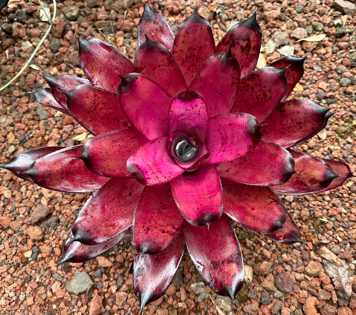 Neoregelia ‘Pahoa Days’