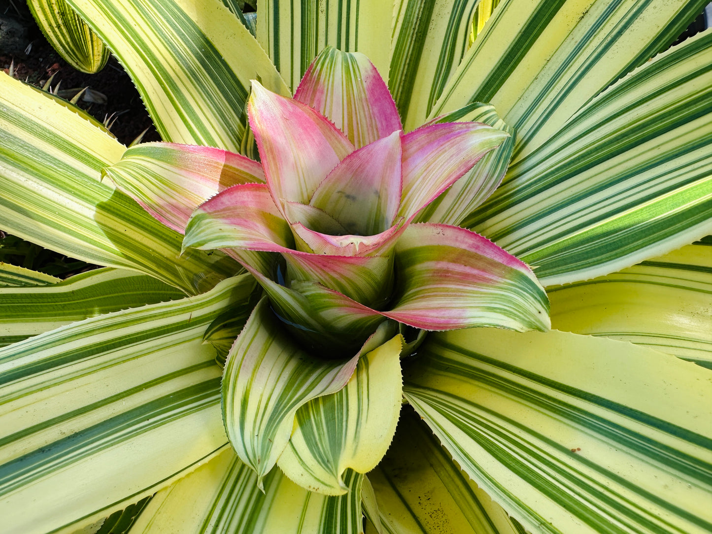 Nidularium innocentii