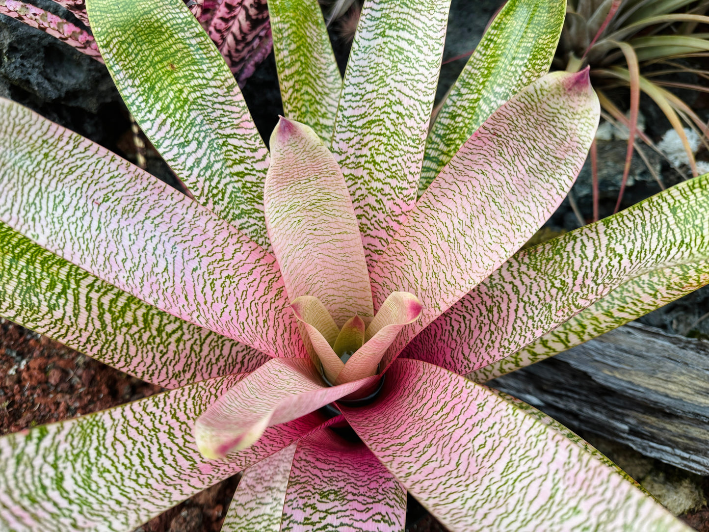 Vriesea ‘Kelci Shiigi’