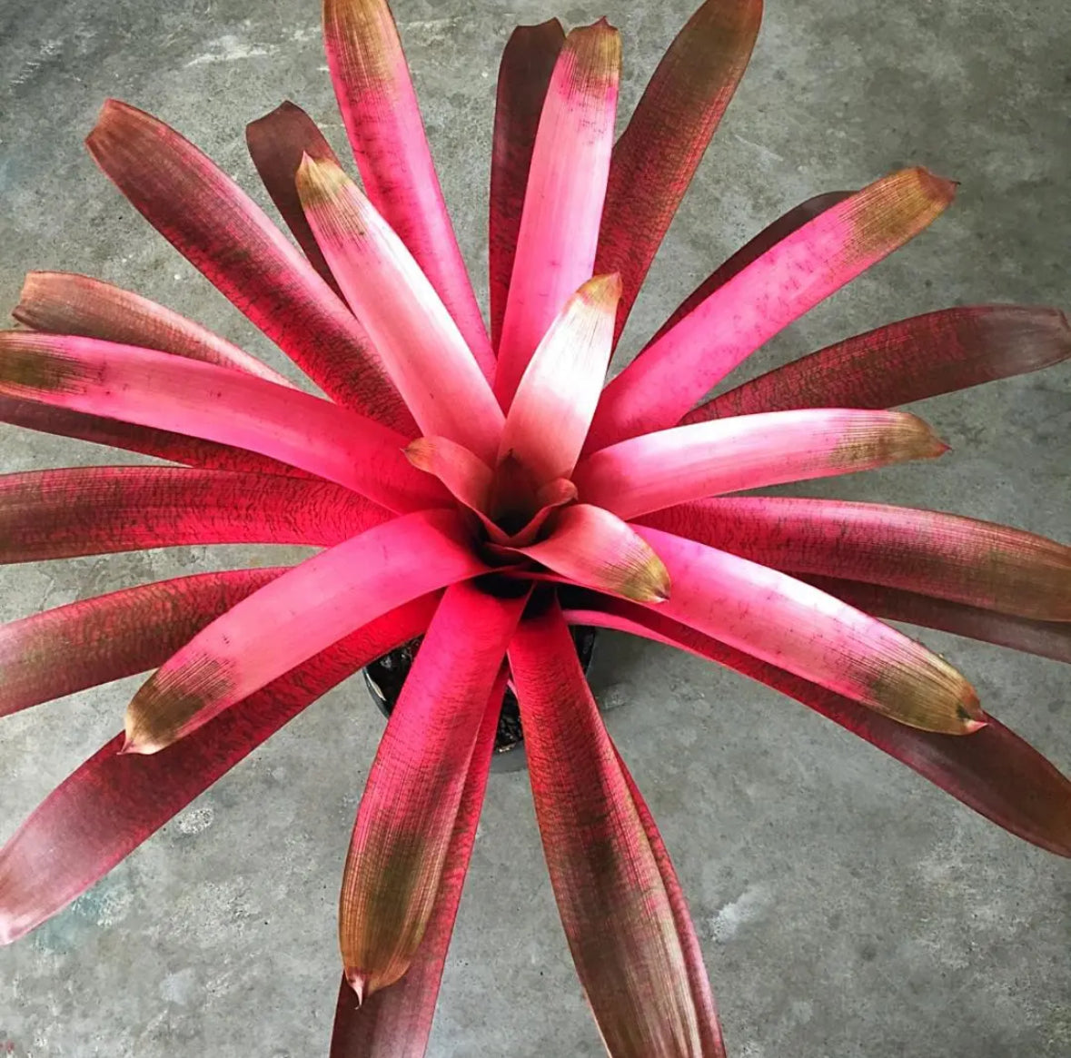 Vriesea ‘Hawaiian Goddess’