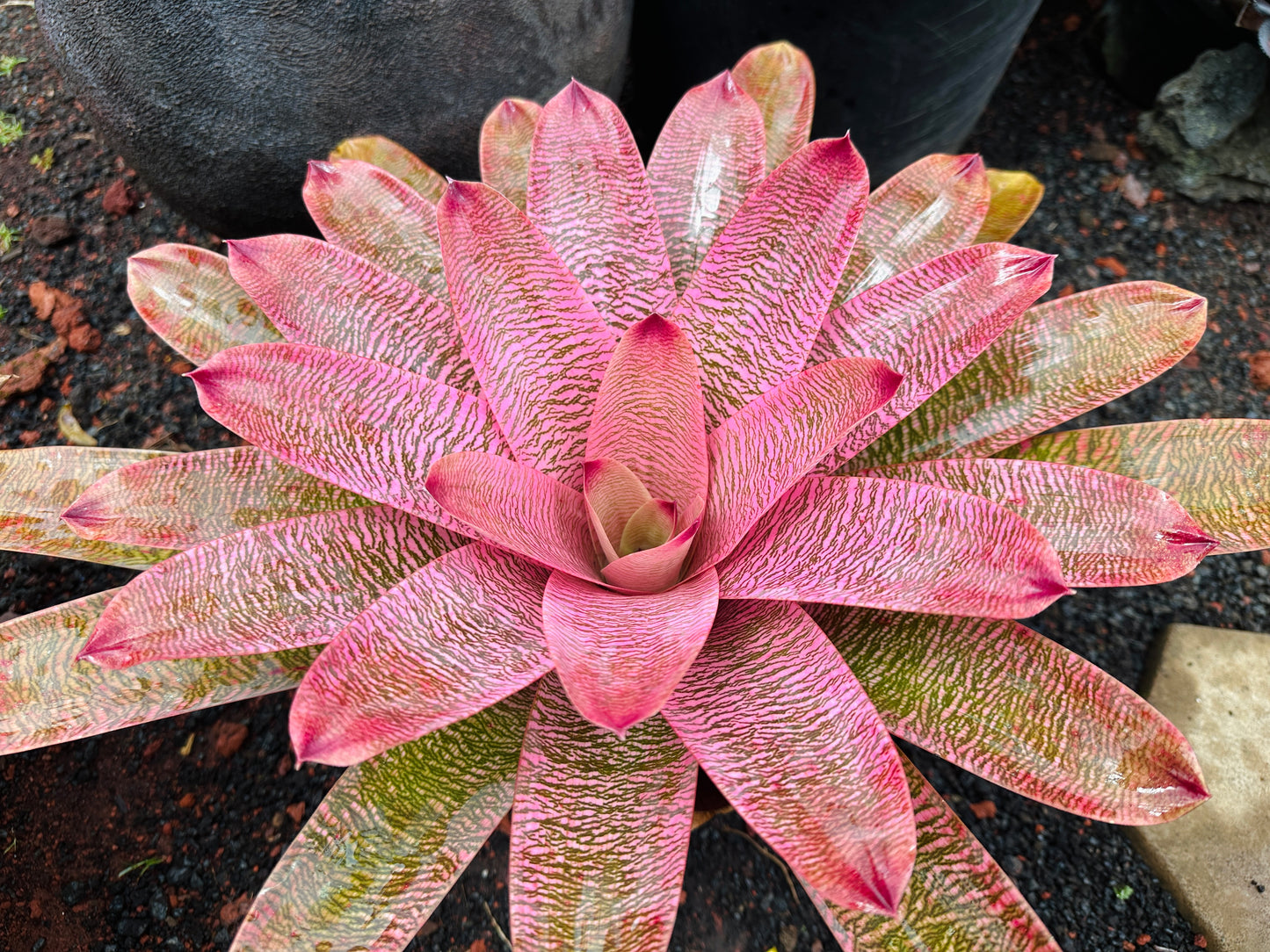 Vriesea ‘Leina’ala’ x ‘Hilo Rainbow’