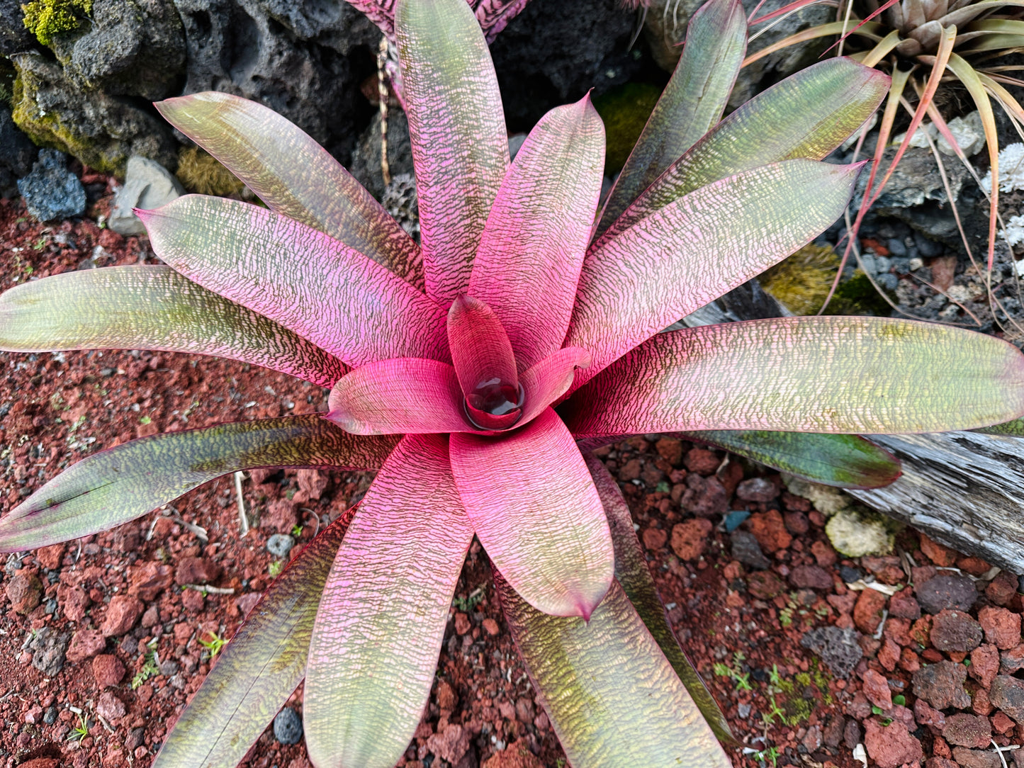 Vriesea ‘Sherlette Shiigi’