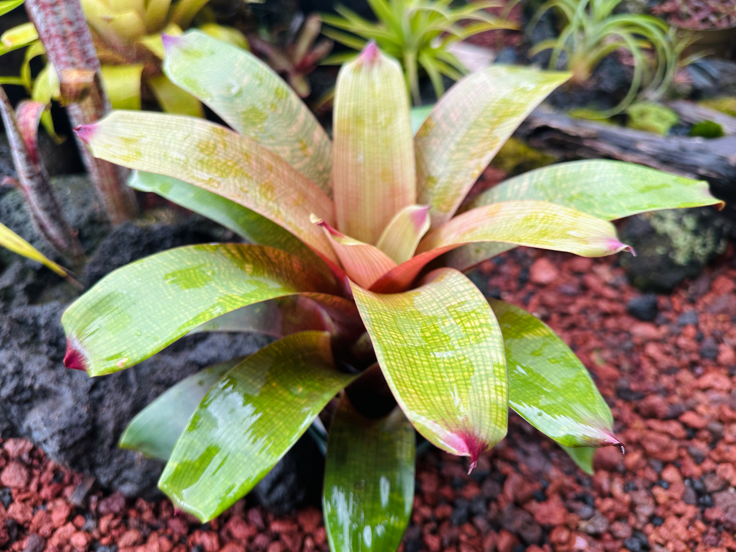 Vriesea fenestralis x ‘Golden Warrior’