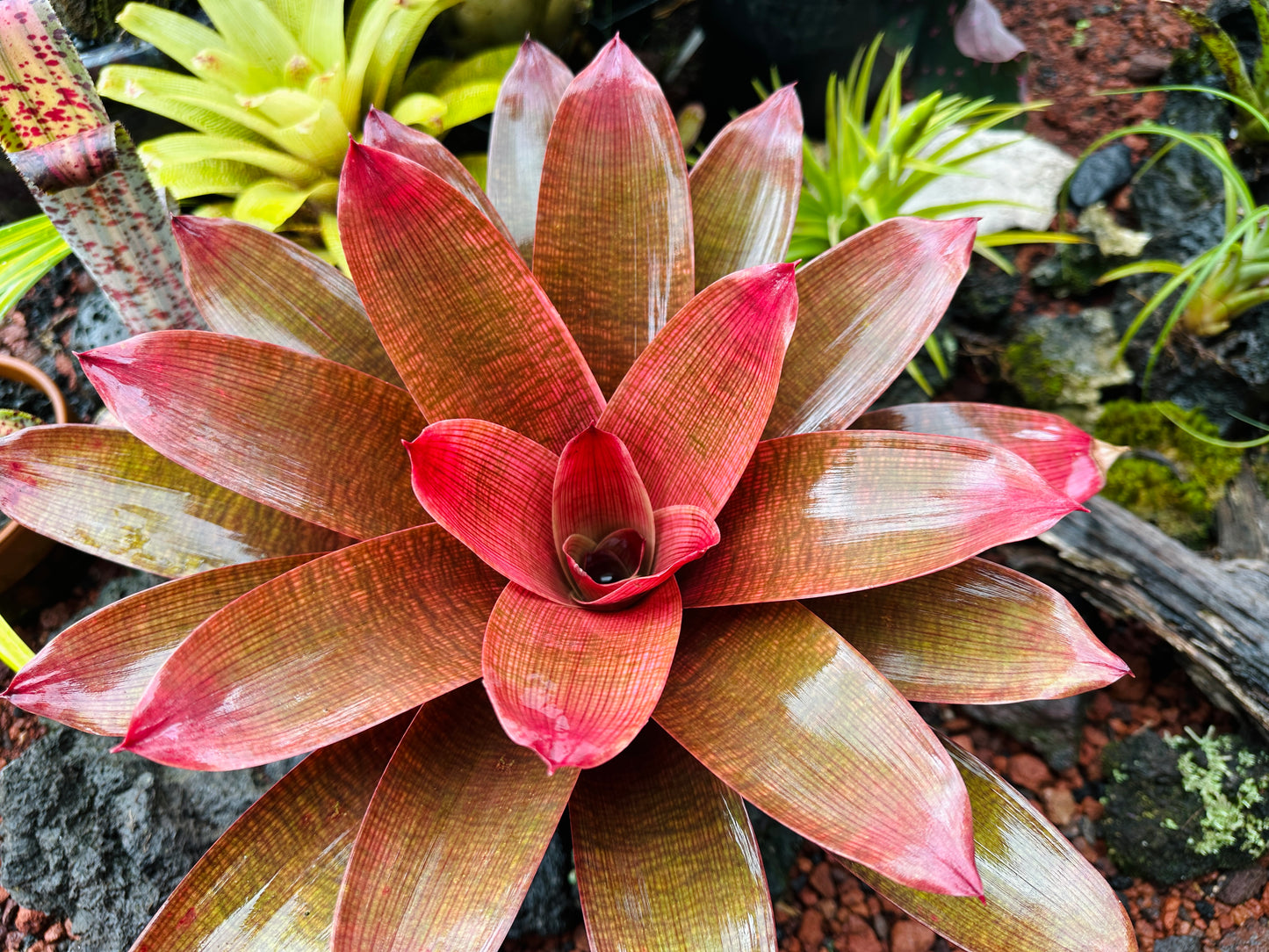 Vriesea ‘Ku’ulei’ cv. ‘Ula’ula