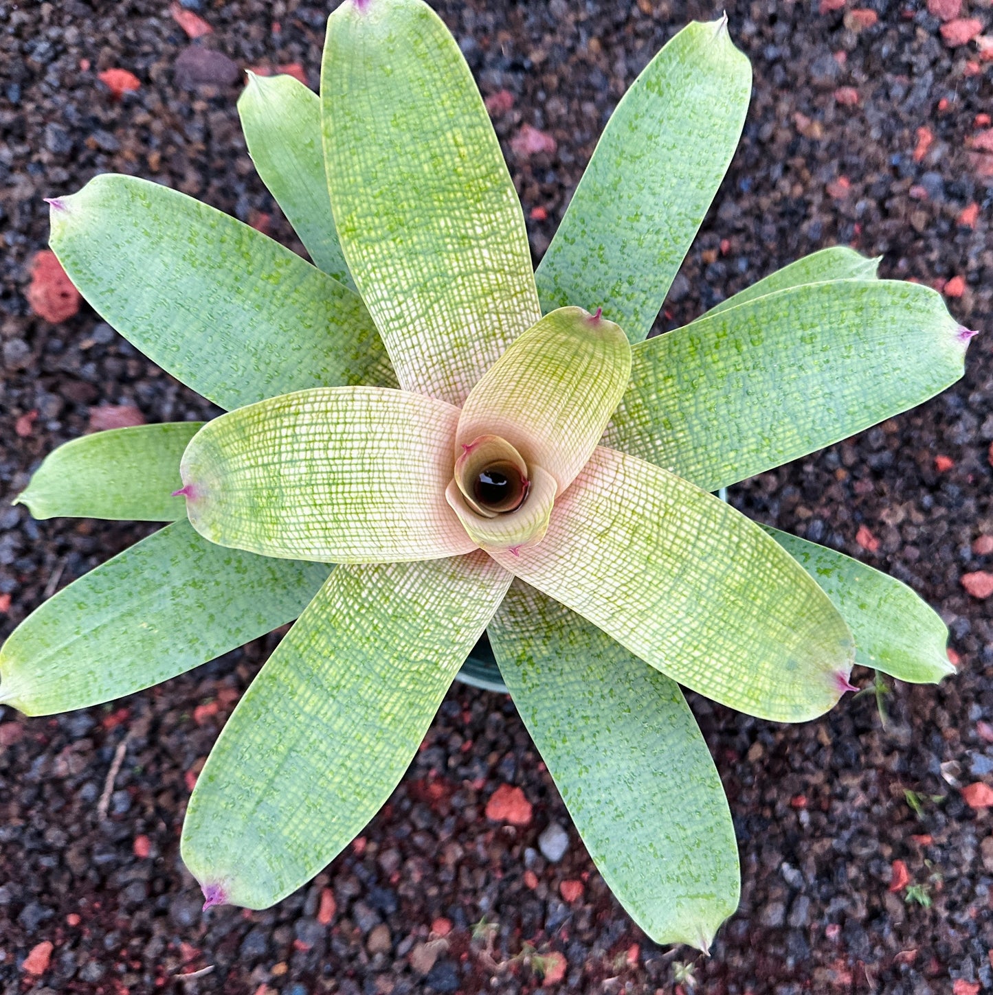 Vriesea ‘Pride of Hilo’ F2 x ‘Winds of Mauna Kea’