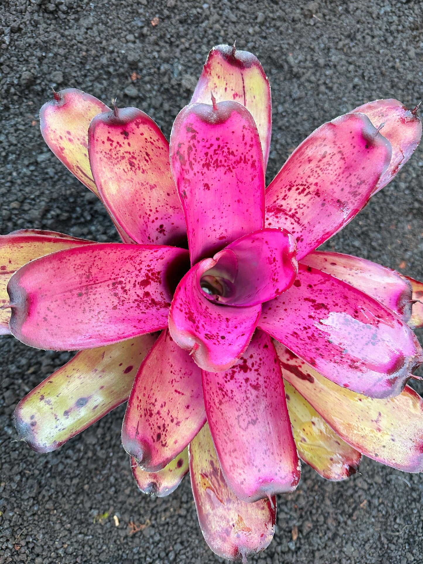 Neoregelia ‘Hilo Rainforest’