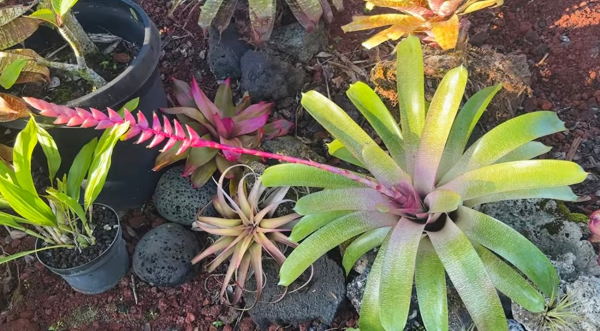 Vriesea ‘Annique’