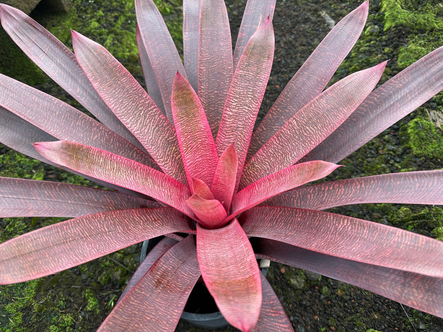 Vriesea ‘Panaewa Beauty’