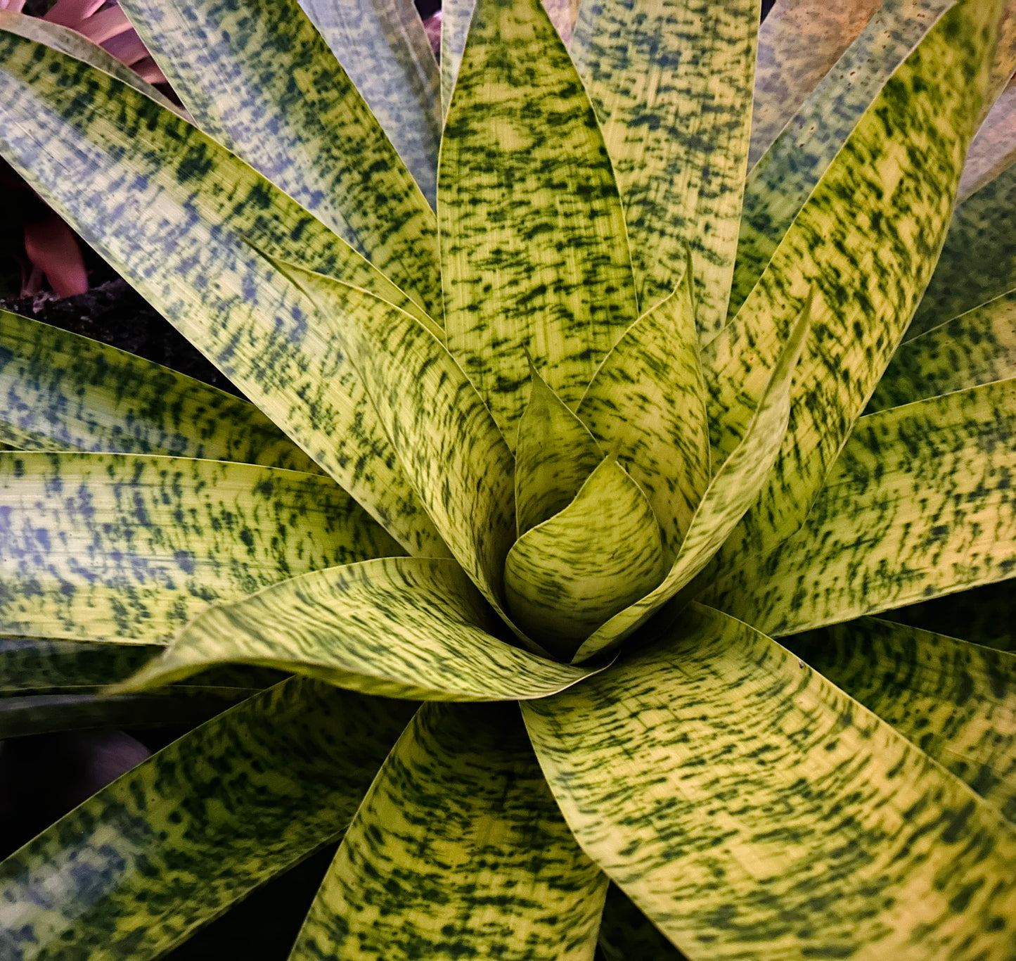 Werauhia kupperiana