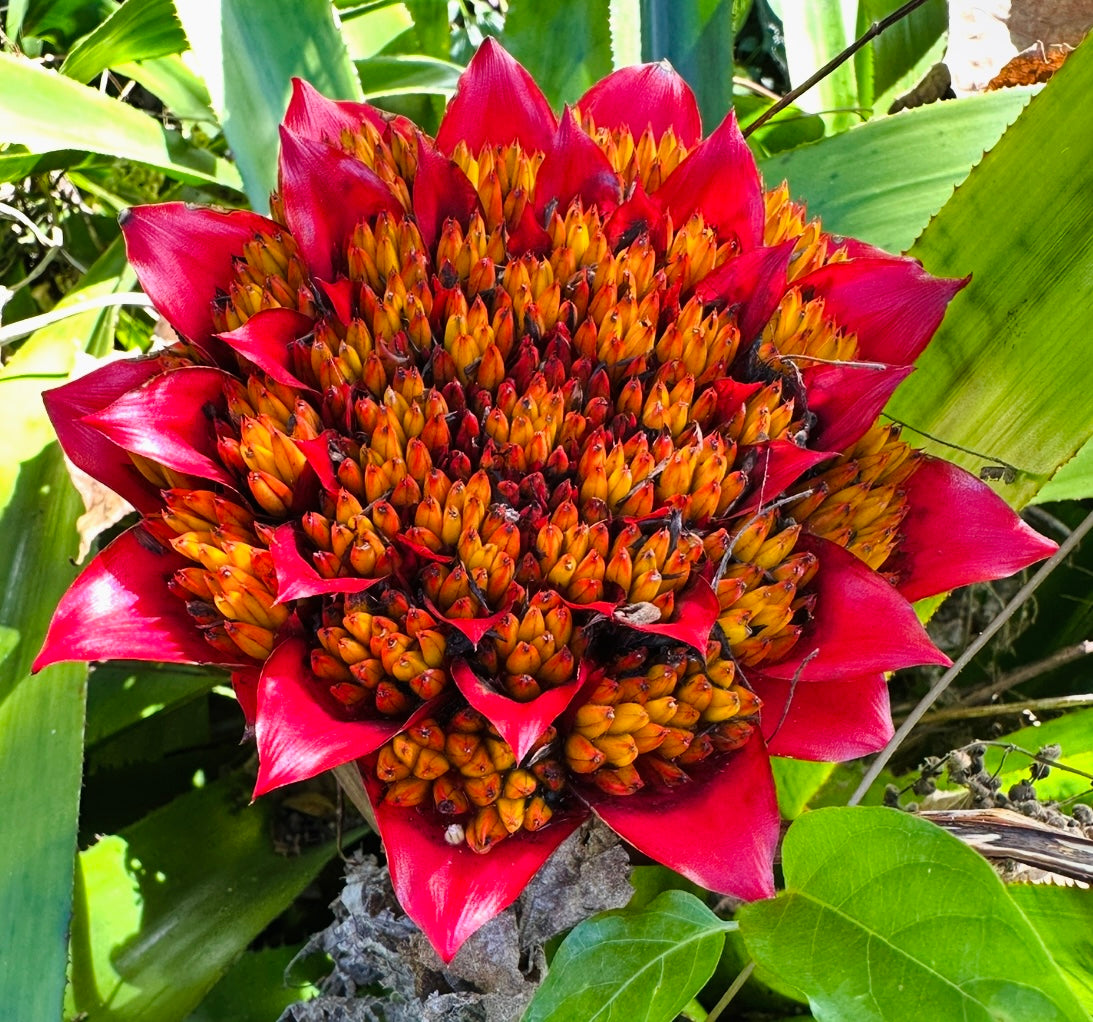 Canistrum aurantiacum