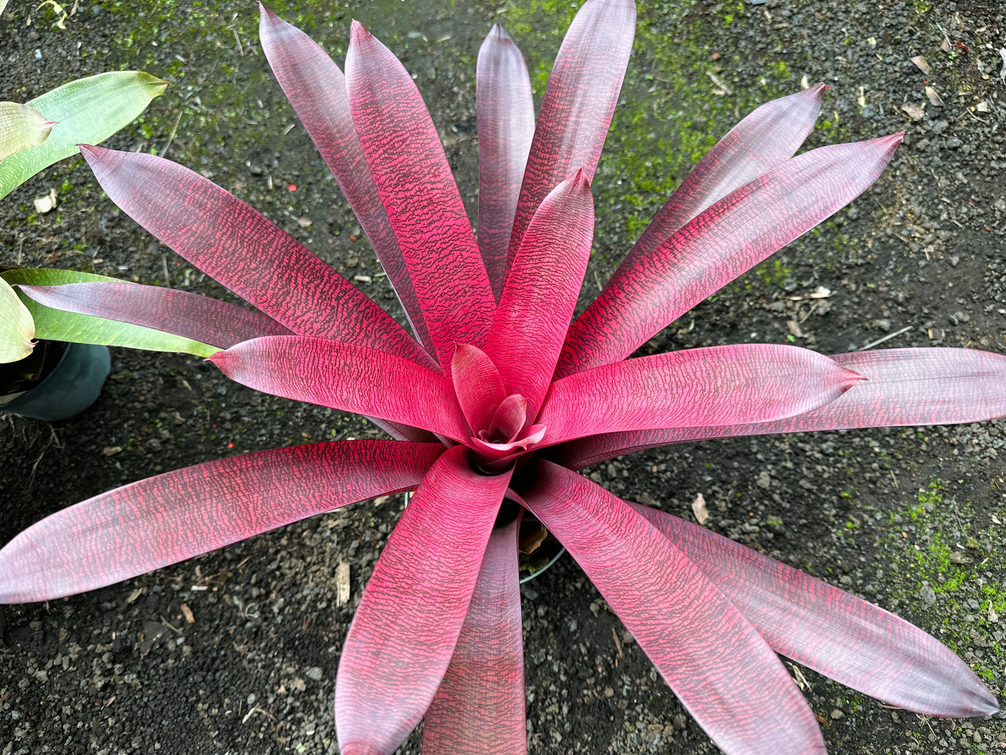 Vriesea ‘Patrice’ x ‘Hawaiian Ruby’