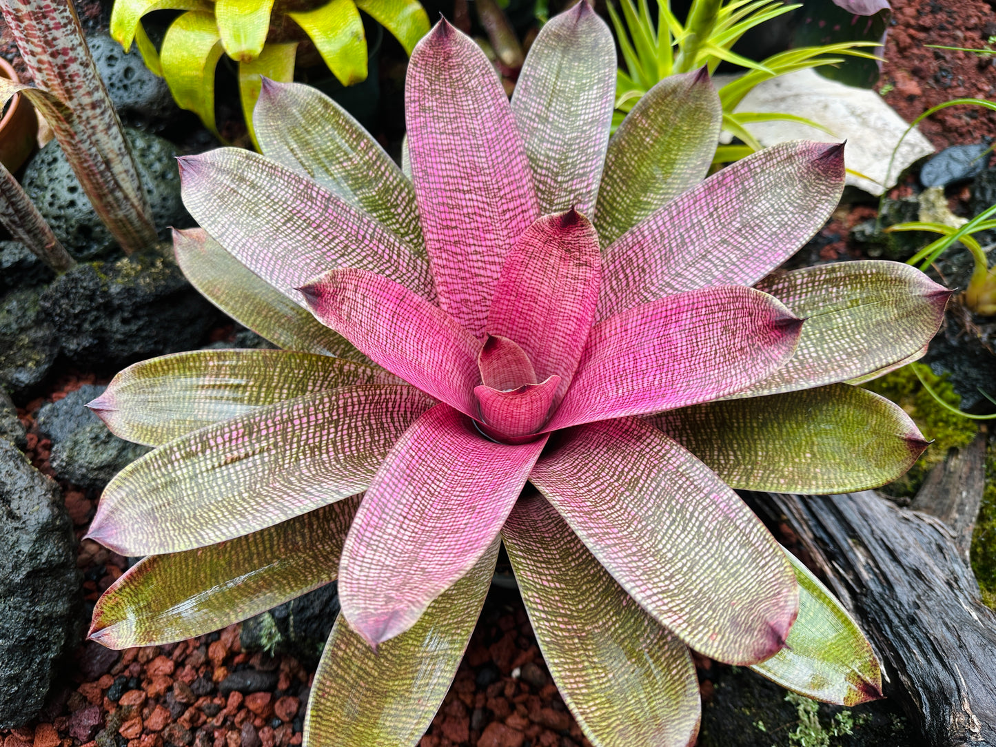 Vriesea hieroglyphica x ‘Pahoa Beauty’