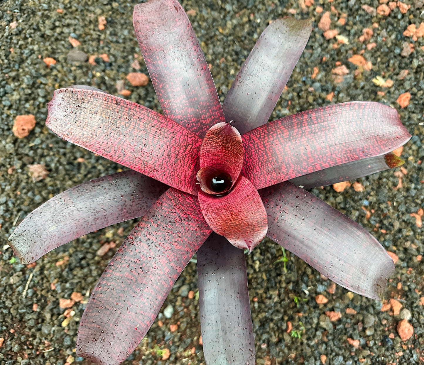 Vriesea ‘Red Tiger’ x ‘Seigo’