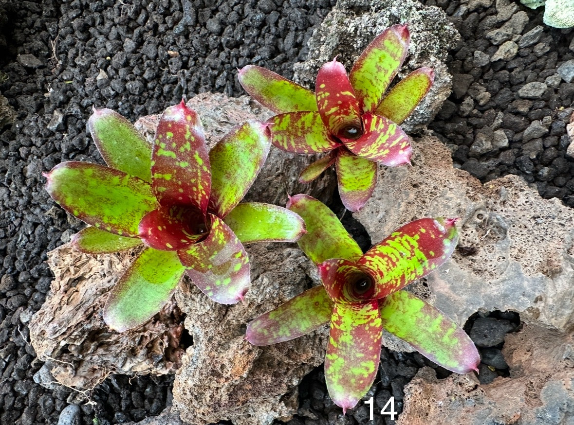 Assorted Neoregelia Minis