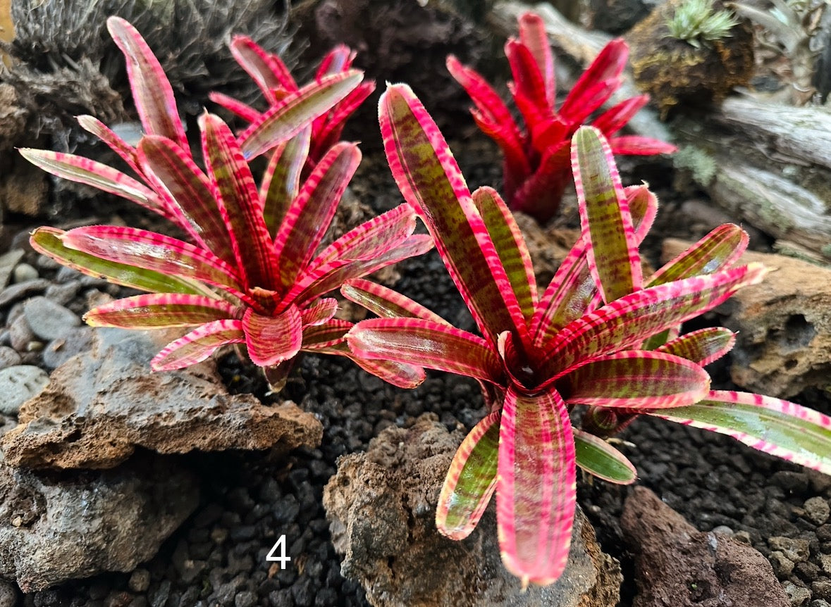 Assorted Neoregelia Minis