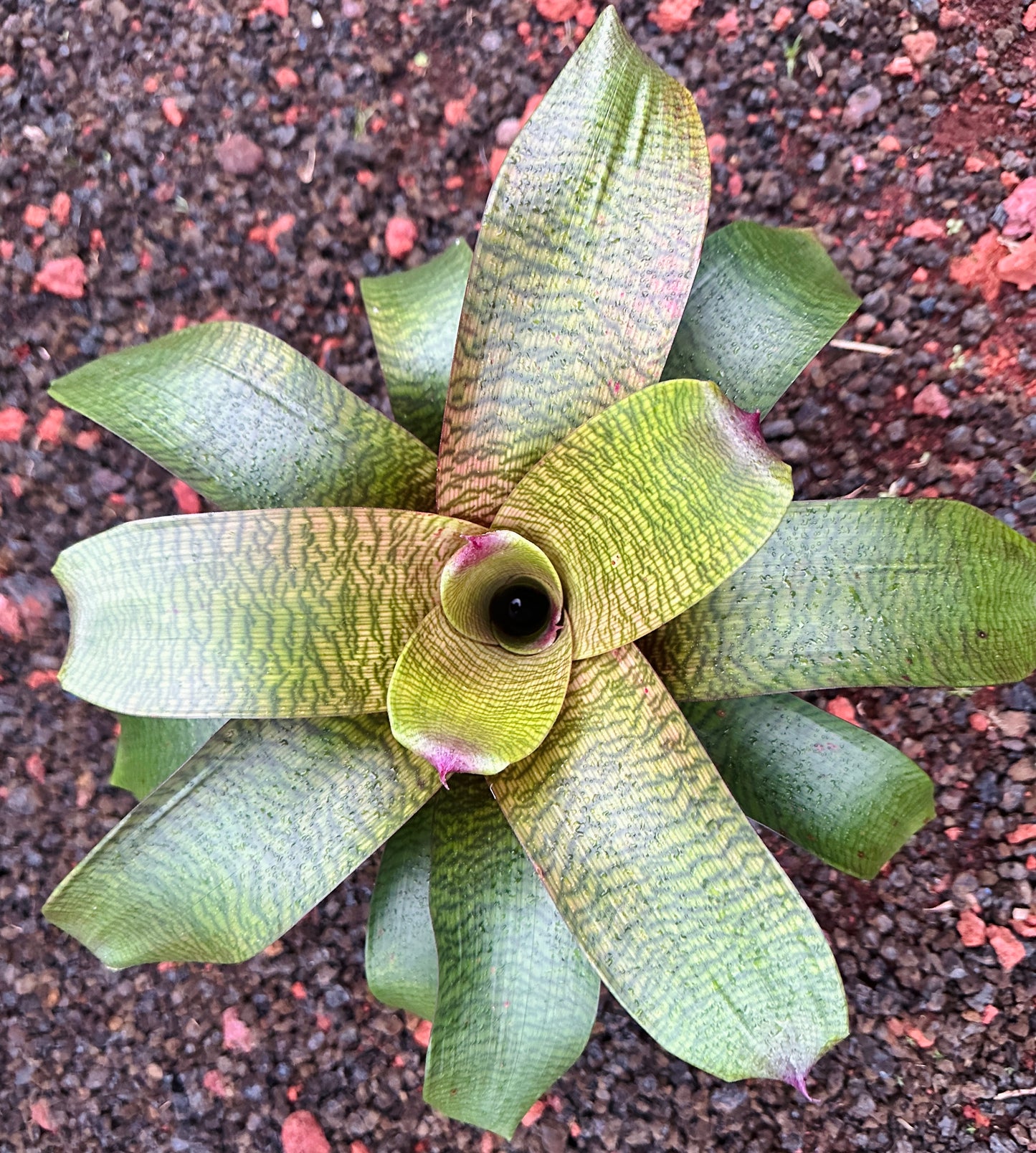 Vriesea hieroglyphica x (‘Kilauea’ x ‘Hawaiian Sunset’)