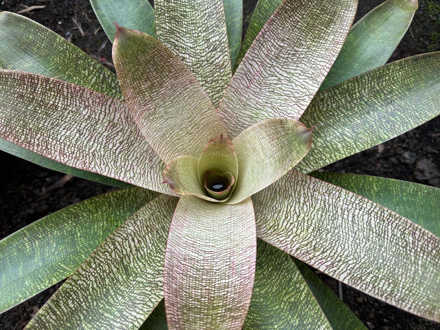 Vriesea ‘Kiku’ x ‘White Lighting’