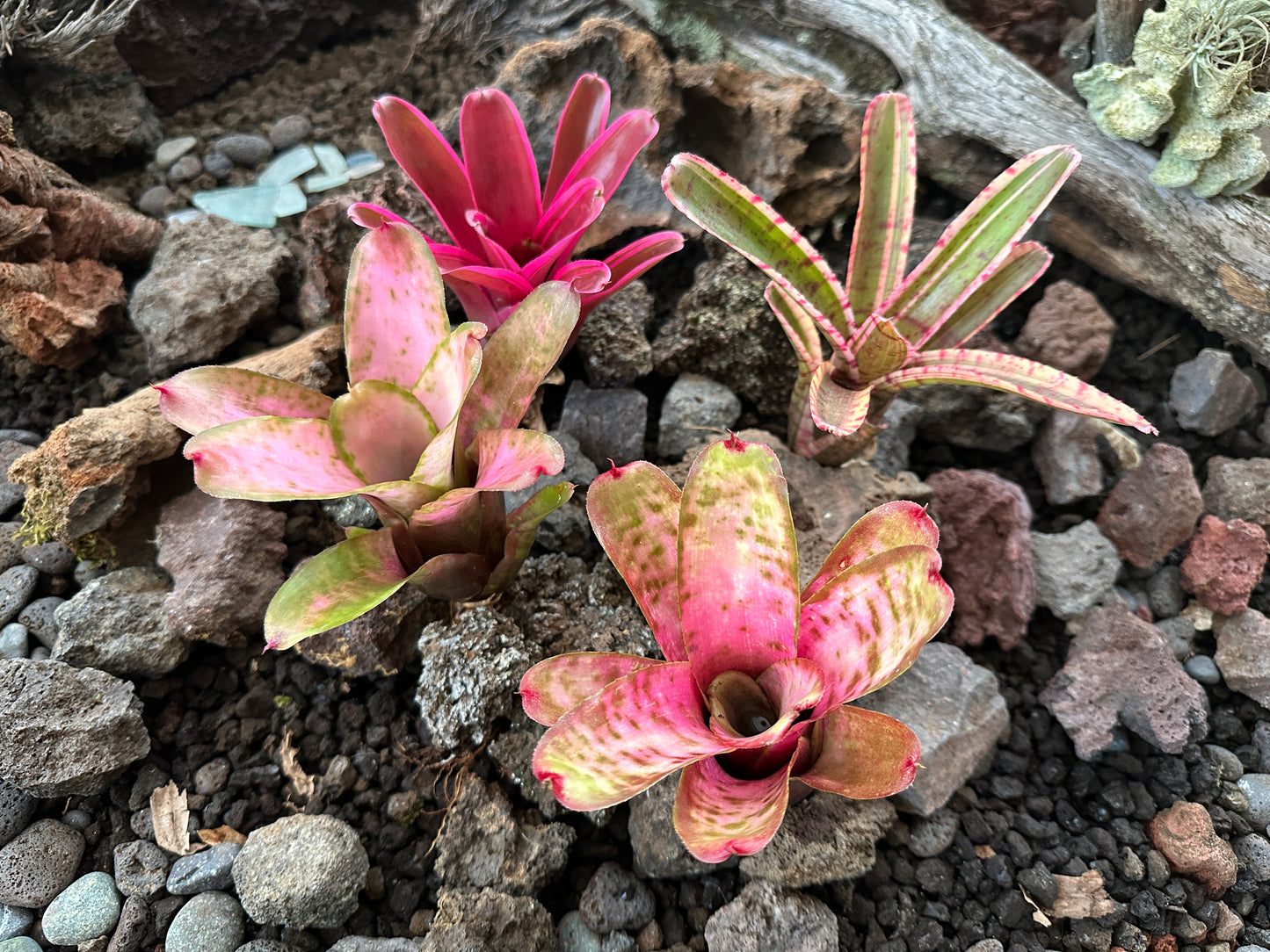 Assorted Neoregelia Minis