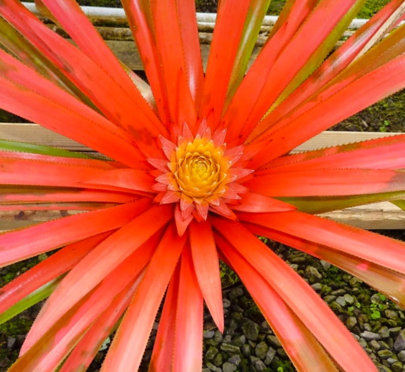 Aechmea biflora
