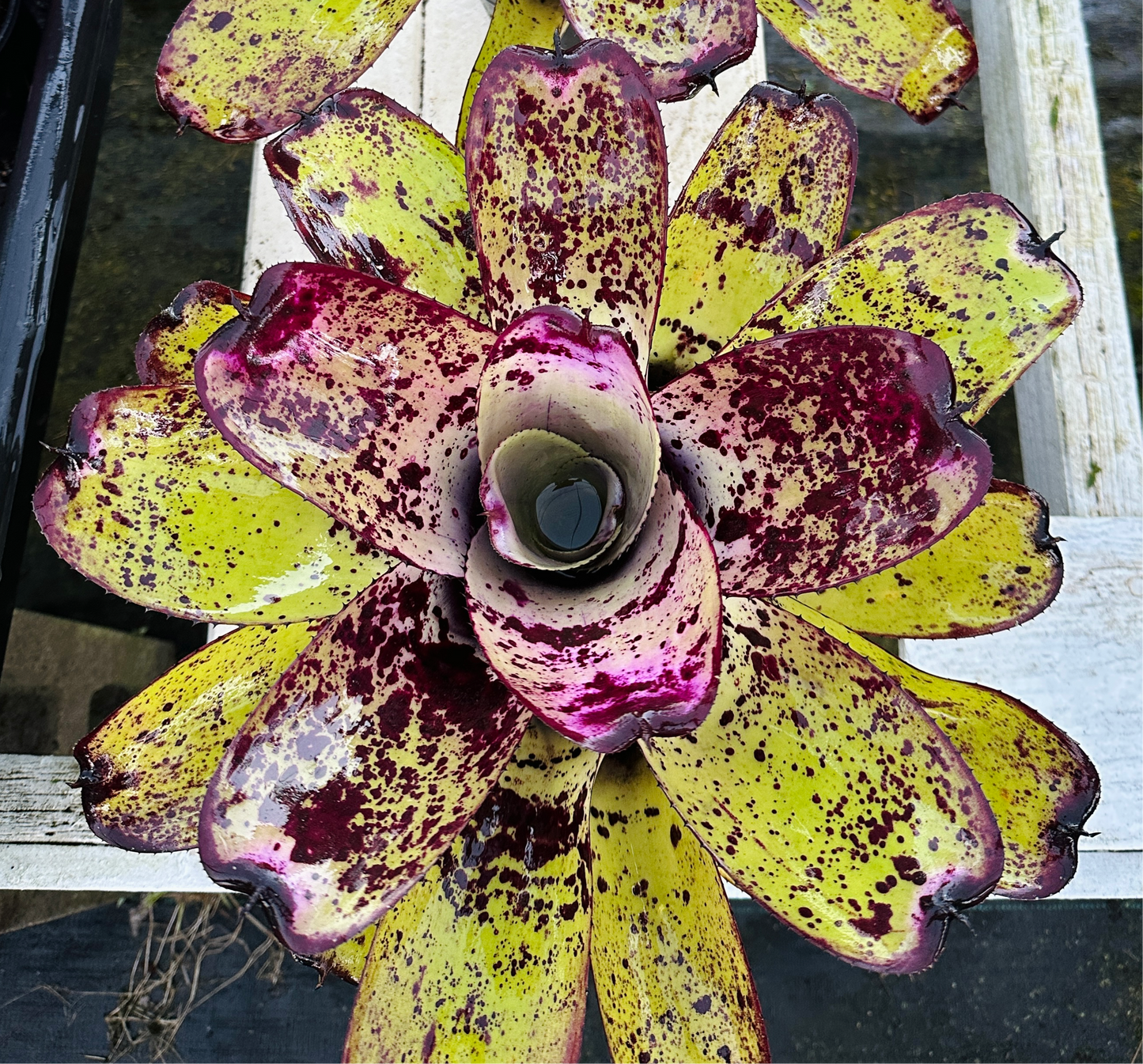 Neoregelia ‘Royanne’