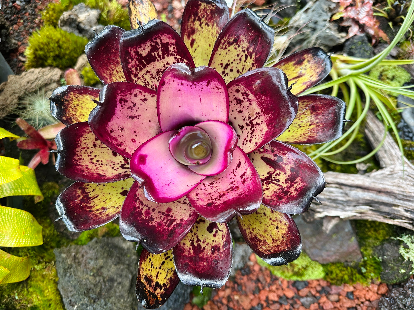 Neoregelia ‘Hawaiian Warrior’